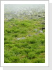 Farne im Berg Farne im Berg