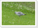 Jüngere Möwe Jüngere Möwe