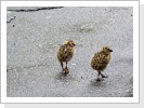Das sind die beiden in groß. Das sind die beiden in groß.