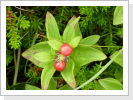 Die Blüten des schwedischen Hartriegels (eßbar) sind weiß Die Blüten des schwedischen Hartriegels (eßbar) sind weiß