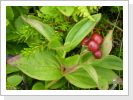 ...die Früchte rot, aber nicht besonders aromatisch. ...die Früchte rot, aber nicht besonders aromatisch.